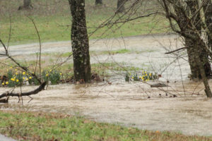 Flooding Pics 2-23-19 by david-19