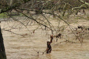 Flooding Pics 2-23-19 by david-33