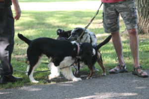 Barking for a dog park 6-26-19 by Aspen-6