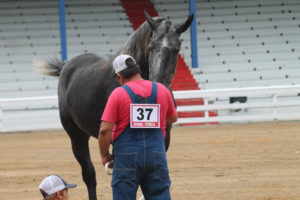Highlights of horse show 7-13-19 by Aspen-15