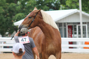 Highlights of horse show 7-13-19 by Aspen-23