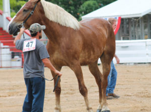 Highlights of horse show 7-13-19 by Aspen-33