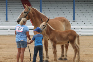 Highlights of horse show 7-13-19 by Aspen-38