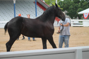 Highlights of horse show 7-13-19 by Aspen-7